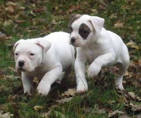 amerikaanse bulldog pup